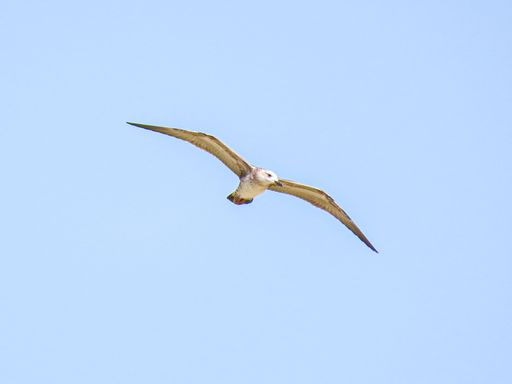 A closeup shot of a flying seagull on a clear blue sky background