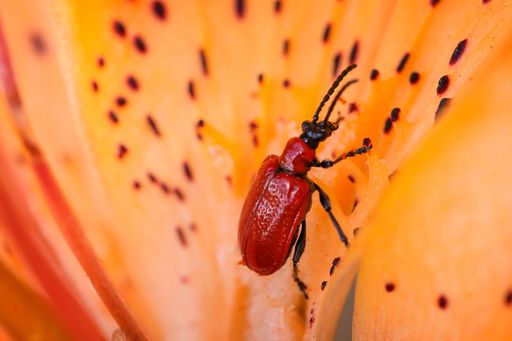A macro of a red lily beetle on an orange lily