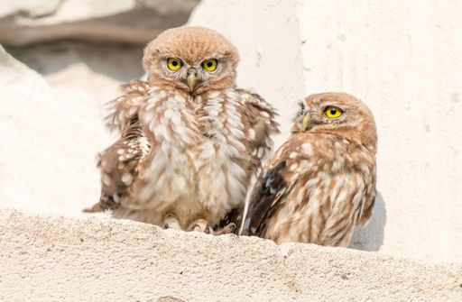 A closeup shot of a pair of brown little owls perched on a rocky wall