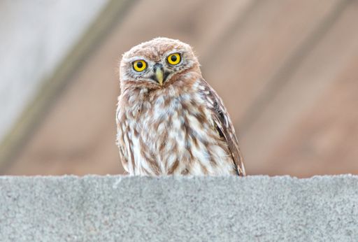 A closeup shot of a brown little owl perched on a stone surface