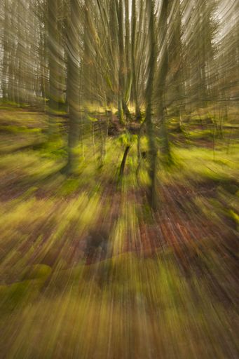 A vertical shot of a trippy evergreen forest with tall trees