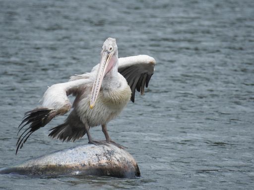 A great white pelican standing on a rock in the middle of the sea and flapping its huge wings