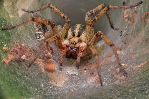 A macro shot of a big spider in it's web on the blurred background