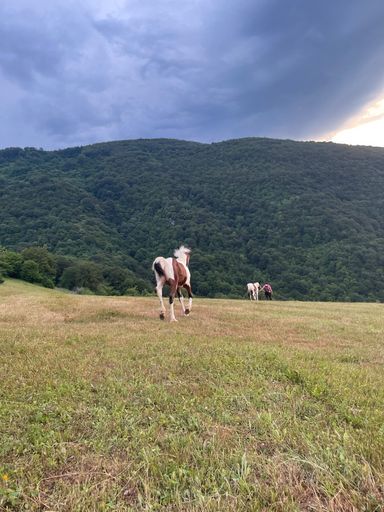 A vertical shot of horses running on a grass land with green mountains in the backgoround
