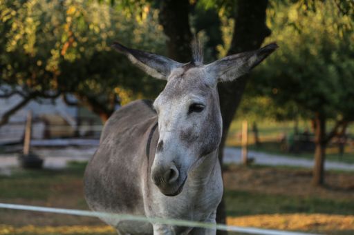 A selective focus shot of a donkey in the zoo park