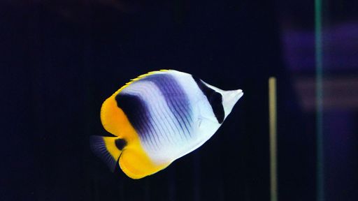 It flourishes in coral-rich environments in the central Indo-Pacific region.