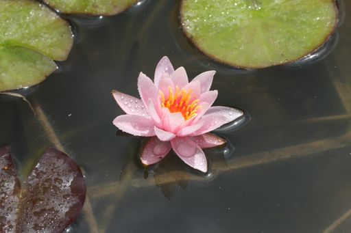 A high angle shot of a pink lotus in the lake pond