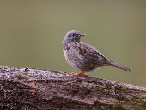 A closeup shot of the small Dunnock on the tree