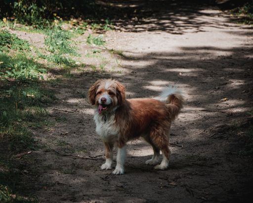 The fluffy adorable dog walking in the park