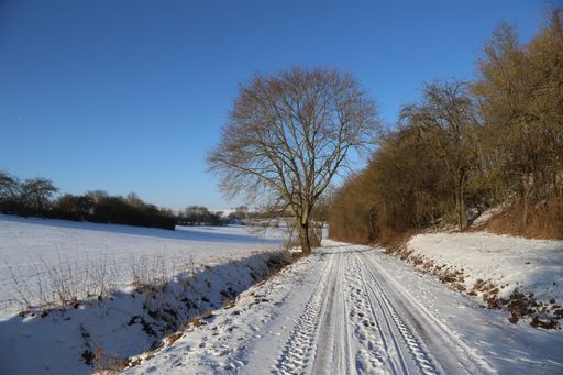 A field surrounded by trees covered in the snow under the sunlight and a blue sky
