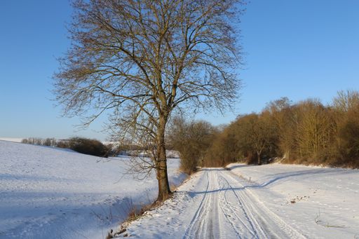 A field surrounded by trees covered in the snow under the sunlight and a blue sky