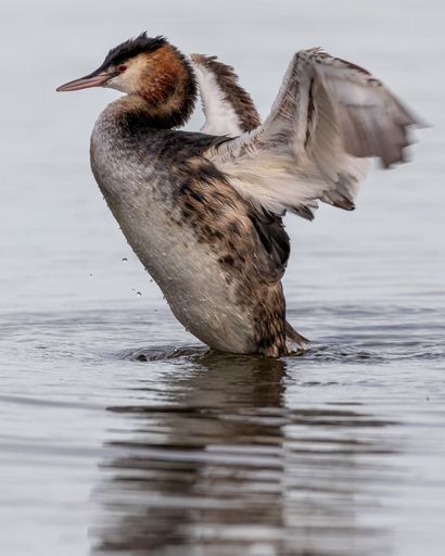 A vertical shot of a great crested grebe coming out of the water