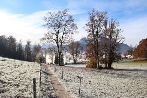 A field surrounded by trees covered in the snow under the sunlight and a blue sky