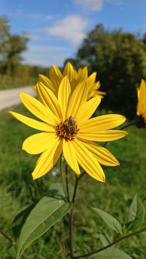 A closeup shot of a delicate Jerusalem artichoke flower (Helianthus tuberosus) with bees on it on a blurred background