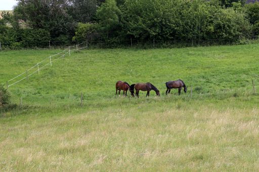 A closeup shot of horses grazing in the summer on the meadow.
