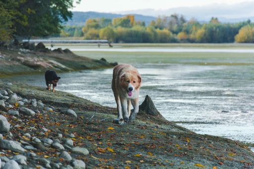 two cute dogs walking at the edge of a lake