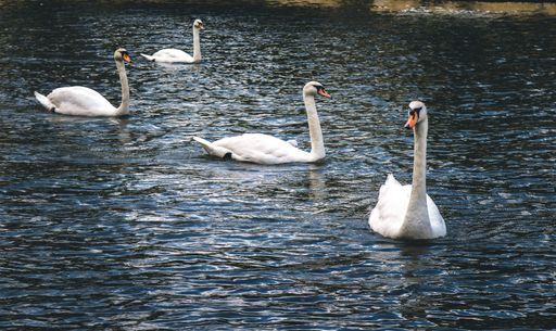 Beautiful swans floating on the water of the lake