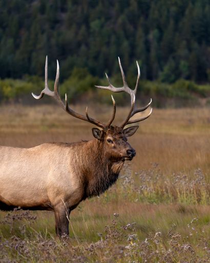 A bull elk stands in The Meadow at Rocky Mountain National Park