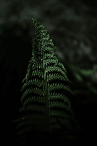 A vertical closeup of green fern foliage.