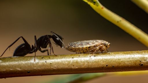 A closeup of a black ant on a plant under the sunlight with a blurry background