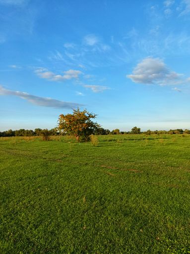 A vertical shot of a green plain with evergreen trees under blue sky on a sunny day