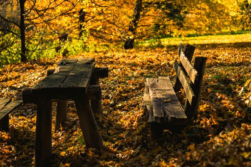 A closeup shot of a wooden table and benches in a park in the autumn