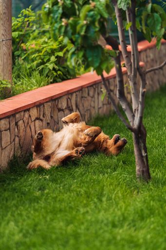 A vertical shot of a golden retriever laying on the grass on her back