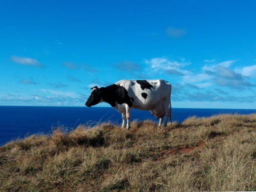 A white and black cow standing on a cliff with the sea in the background