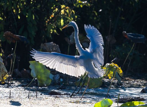 A closeup of a white Eastern great egret spreading its wide wings to fly
