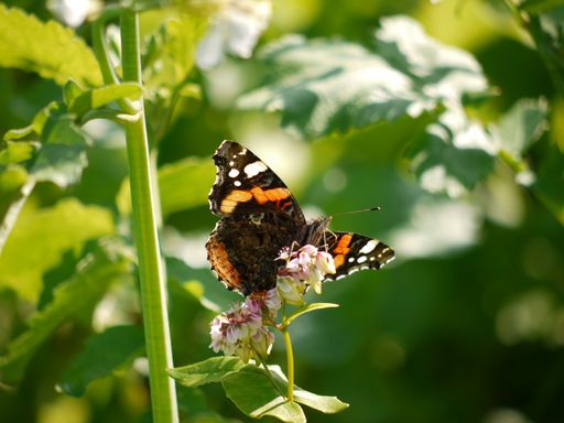 A closeup of a beautiful Vanessa atalanta, red admiral butterfly perched on flowering plant