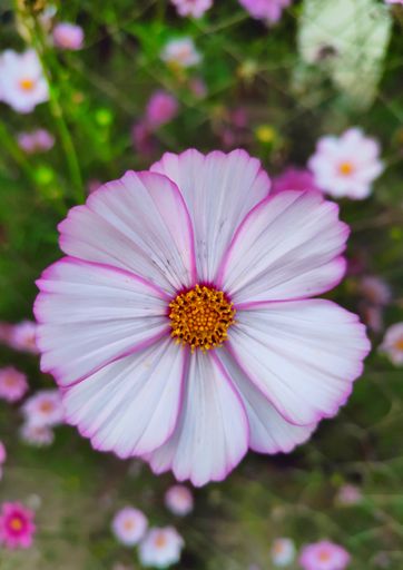 A vertical top view closeup of a beautiful Garden Cosmos, Cosmos bipinnatus flower