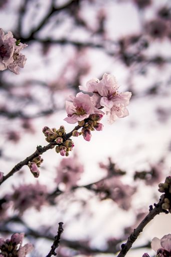 A vertical shot of a beautiful cherry blossom under the sunlight with a blurry background