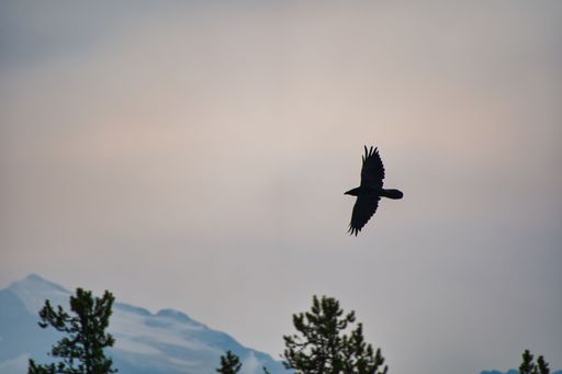 A silhouette of falcon flying over trees near a mountain in a foggy sky
