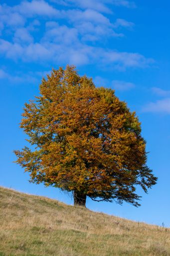 A single tree with yellowed autumn leaves on a hill against a blue sky