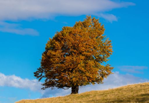 A beautiful tree with yellowing leaves in autumn on the slope of the mountain against a blue sky