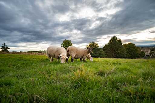 Three white sheep in a field grazing under the dramatic clouds, Gloucestershire, England, UK