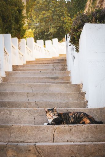 A vertical shot of a tortoiseshell cat lying on the stairs and looking at the camera.