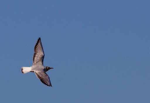 A low angle shot of a bird flying in the clear blue sky