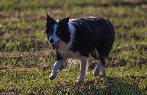 A black border collie running in green grass