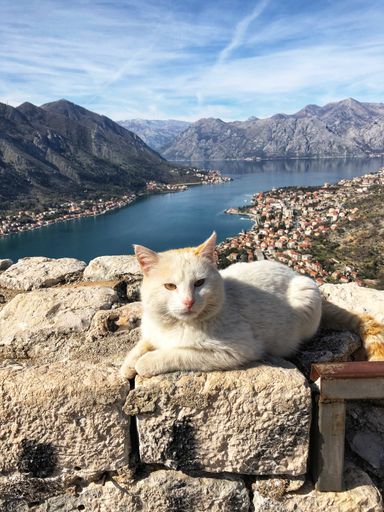 A vertical shot of a funny cat resting in the sun on the fence on the background of rocky hills