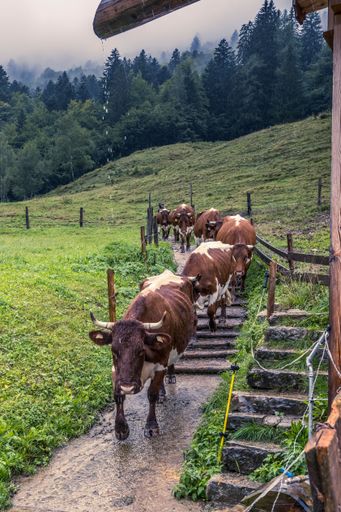 A herd of cows on the pathway in a green field with dense trees in the background