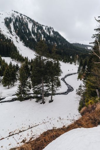 A vertical shot of the forest in the snowy Austrian Alps - perfect for an article about winter destinations