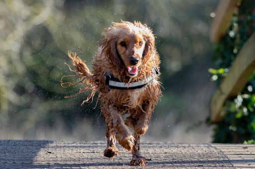 A selective focus shot of wet brown cocker spaniel running outdoors