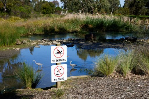 A small pond with white-faced herons and signs ''No swimming'' and "No diving'' on the shore