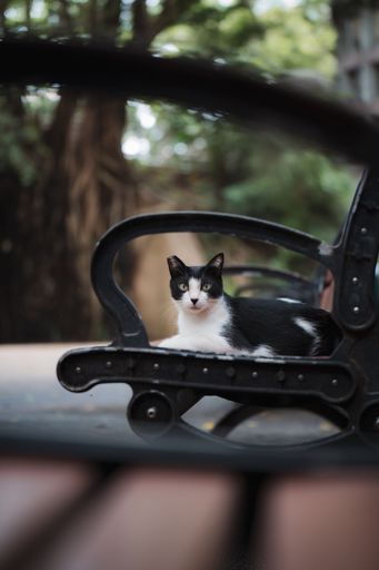 A vertical shot of black and white cat sitting on the bench in the park