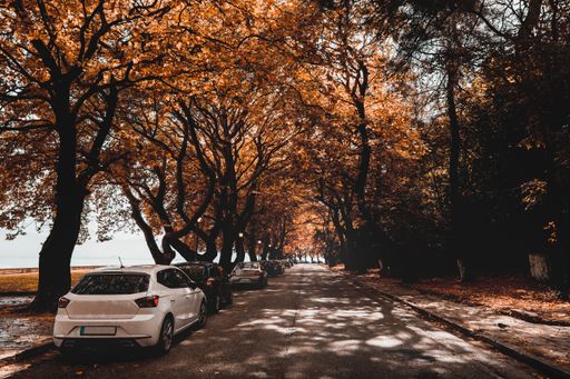 A beautiful shot of cars parked on street near trees, in autumn with orange and yellow leaves on sunny day
