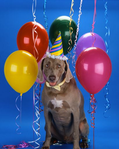 A cute dog with a party hat surrounded by colorful balloons on a blue background