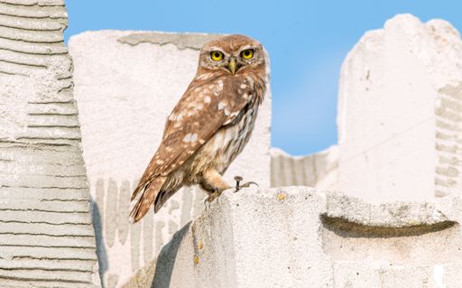 A closeup shot of a brown little owl perched on a rocky wall under a blue sky