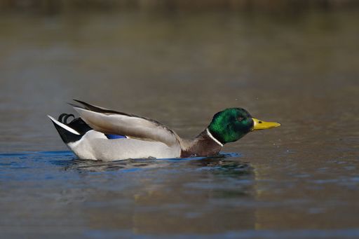 A cute mallard duck (Anas platyrhynchos) swimming in the waters on the blurred background