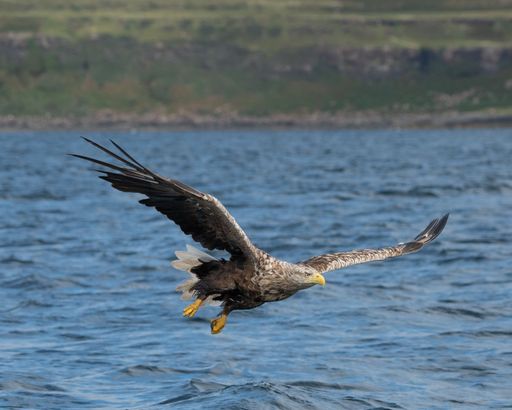 A white-tailed eagle (Haliaeetus albicilla) on Isle of Mull, Scotland